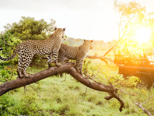 leopards on a tree